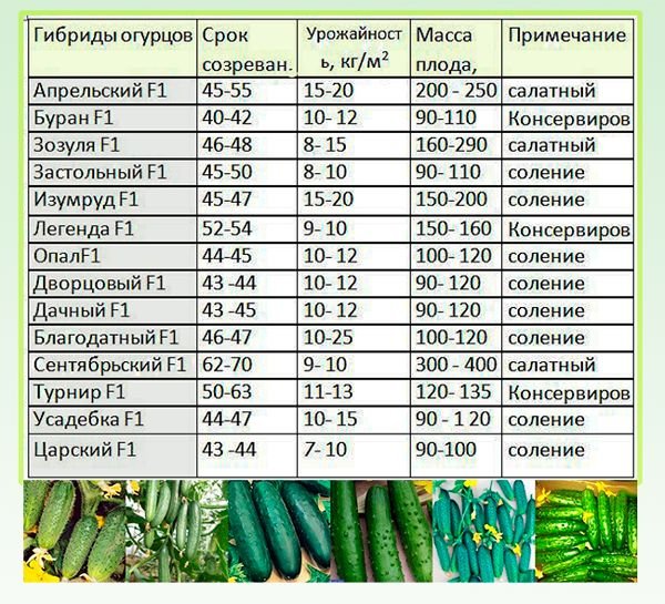 Сорти огірків для теплиць: опис кращих сортів і врожайності