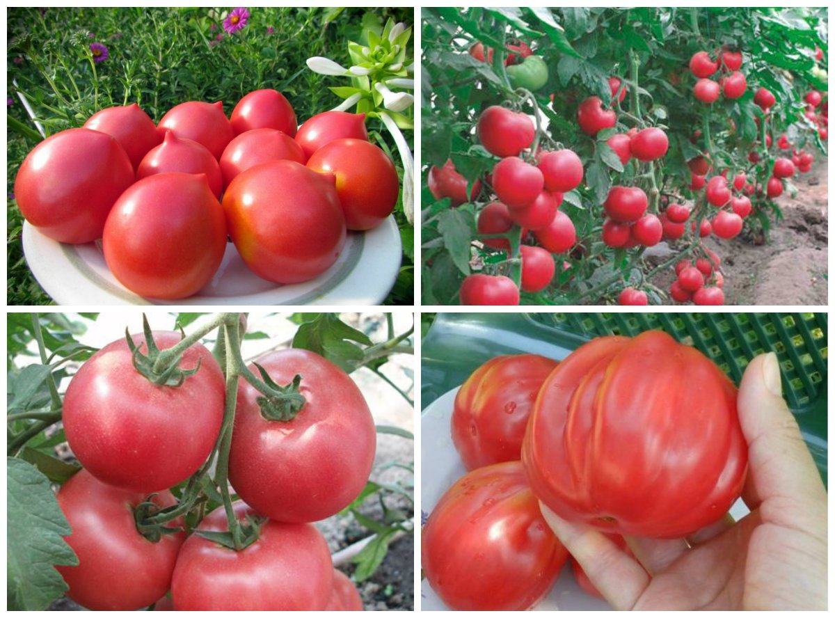 Сорти рожевих томатів з описом і фото