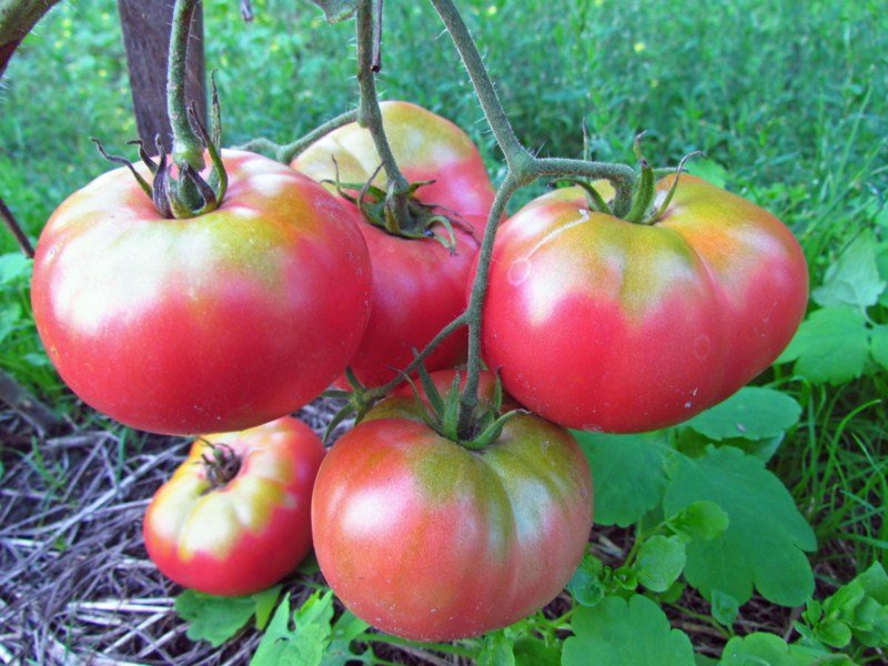 Сорти рожевих томатів з описом і фото