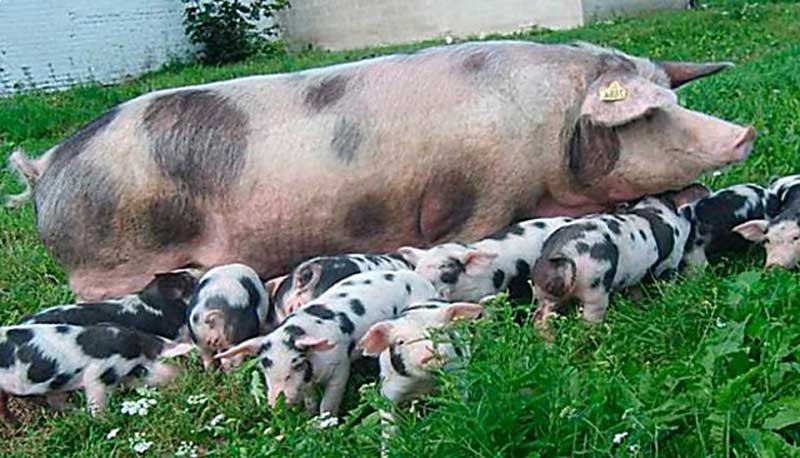 Свині породи Пєтрен: опис, зміст, відгуки