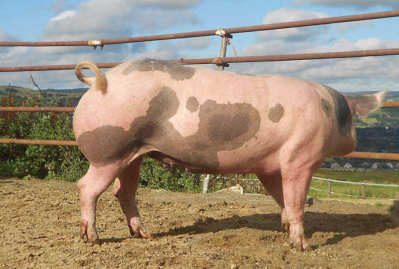Свині породи Пєтрен: опис, зміст, відгуки