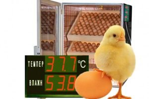 Температура і вологість в інкубаторі для курячих і гусячих яєць