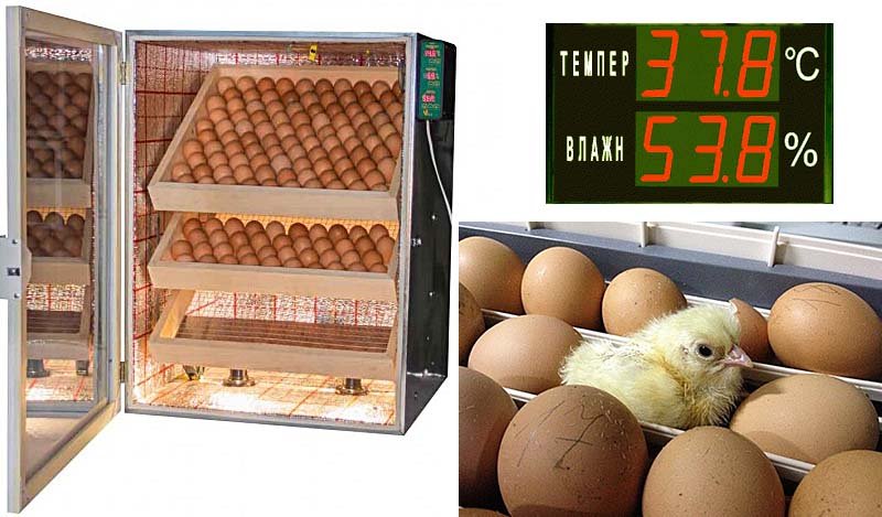 Температура і вологість в інкубаторі для курячих і гусячих яєць