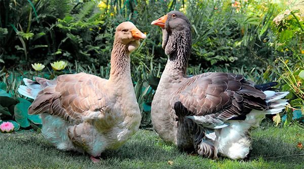 Тулузькі гуси: опис породи, фото, характеристики