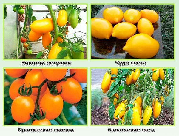 Урожайні сорти томатів для відкритого грунту і теплиць