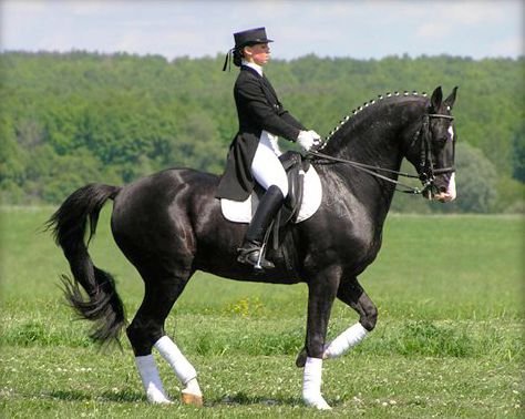 Верхові породи коней: опис та характеристики