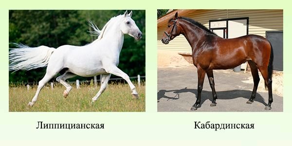 Верхові породи коней: опис та характеристики