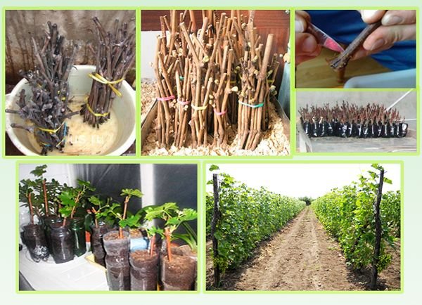 Виноград кишмиш: опис сортів, вирощування і догляд