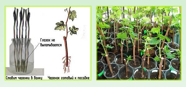 Виноград Кодрянка: опис сорту, характеристики, вирощування і догляд