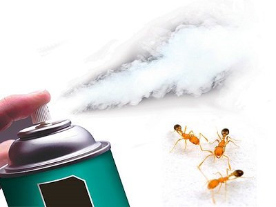 Боротьба з мурахами: є шанси вийти переможцем?