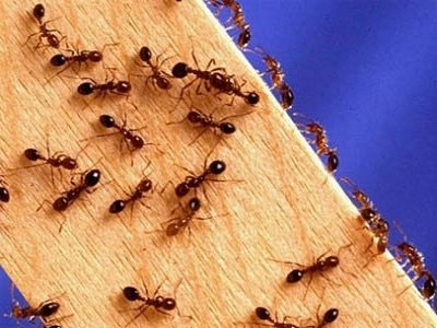Домашні мурахи: хто такі і звідки беруться