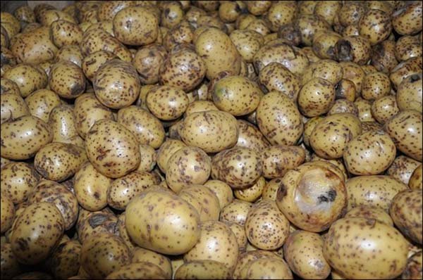 Як зберігати картоплю взимку: в погребі, підвалі або на балконі, при якій температурі