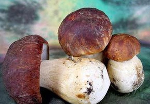 Як розвивається ботулізм і як його уникнути при вживанні грибів