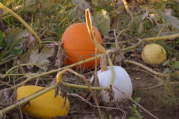 Коли збирати урожай гарбуза на зберігання: терміни та ознаки дозрівання овочу