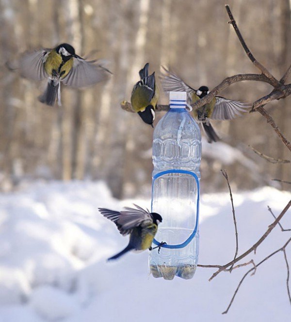 Годівниця для птахів з пластикової пляшки своїми руками: оригінальні ідеї і їх фото