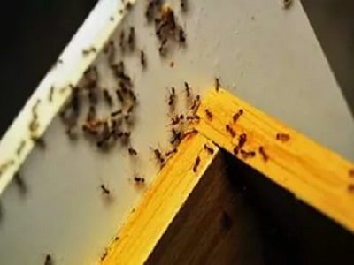 Маленькі мурахи в квартирі: спосіб життя домашніх шкідників