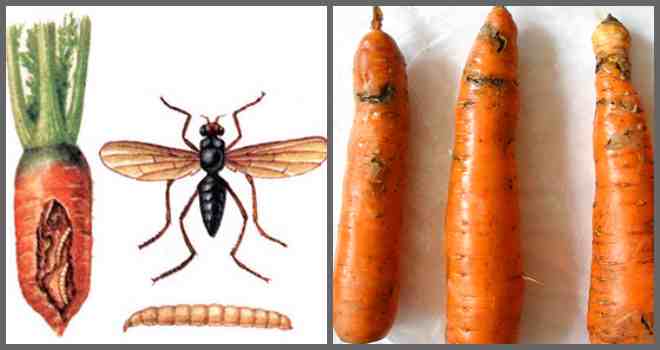 Морквяна муха ефективні методи боротьби з нею!
