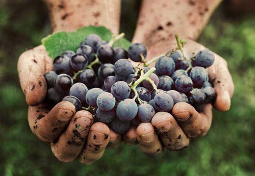 Можна отруїтися виноградом і які перші симптоми