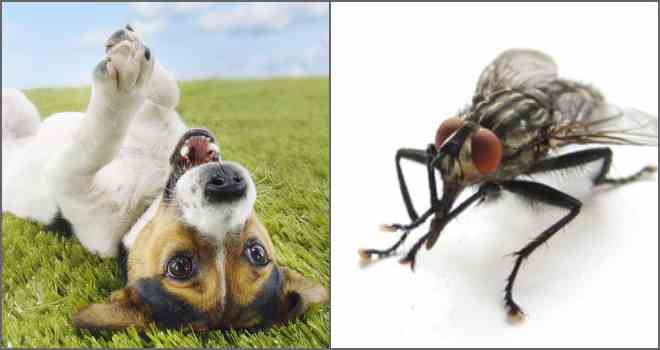 Мухи кусають вуха собаки види захисту тваринного!
