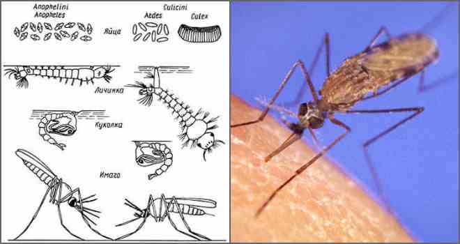 Небезпечна комаха малярійний комар