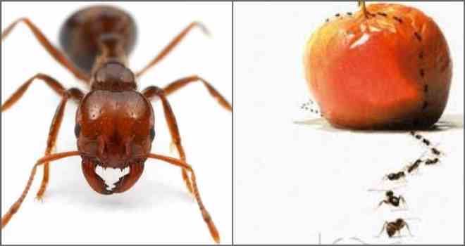 Звідки беруться жовті мурахи в квартирі і як від них позбутися?