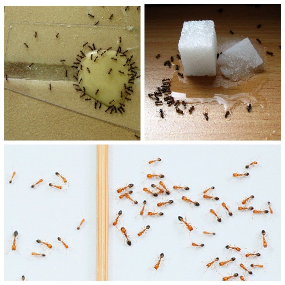 Зявилися дрібні мурашки в квартирі як позбутися?