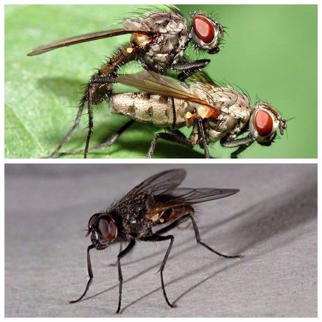 Профілактика і заходи безпеки від мух та їх личинок!