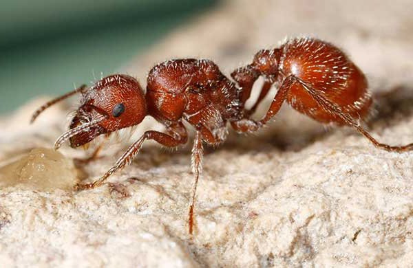Укуси мурашки яку шкоду від маленьких непрошених «сусідів»