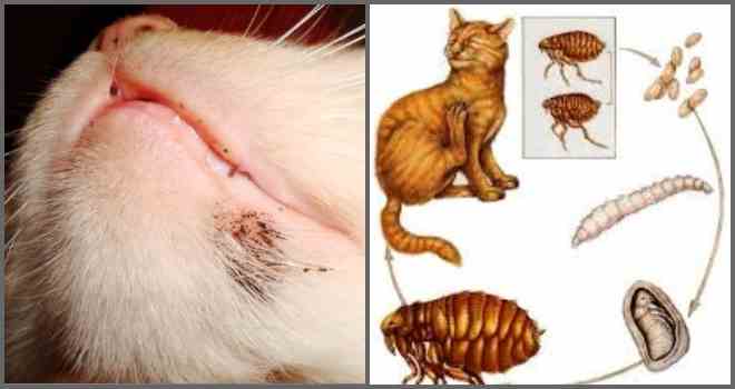 Чим шкідливі і небезпечні блохи у кішки для людини?