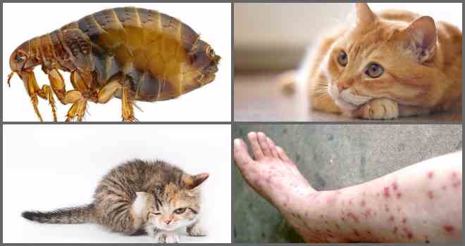 Чим шкідливі і небезпечні блохи у кішки для людини?