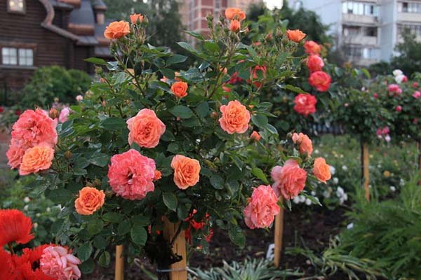 Живцювання троянд восени: як розмножувати і вкорінювати живці в домашніх умовах