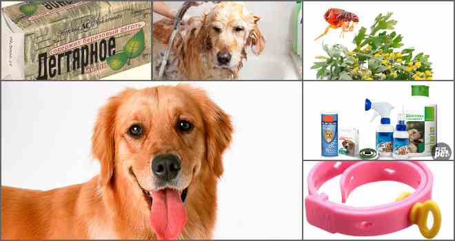 Ефективні засоби від бліх для собак: різноманітність варіантів