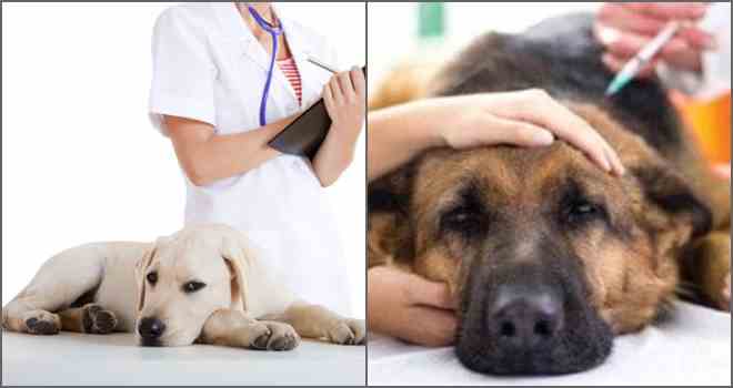 Енцефаліт у собак – форми, лікування і можливі наслідки.