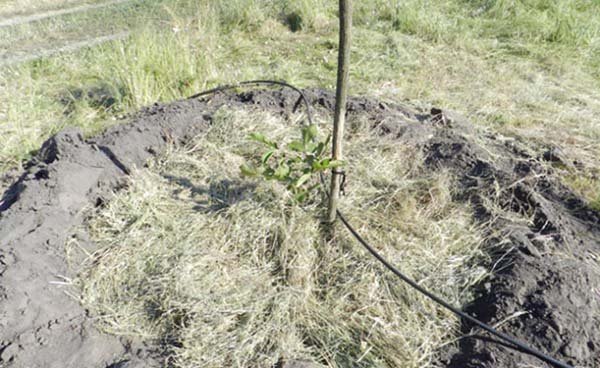 Як посадити волоський горіх саджанцем восени і навесні: схема, правила посадки і догляду за деревом