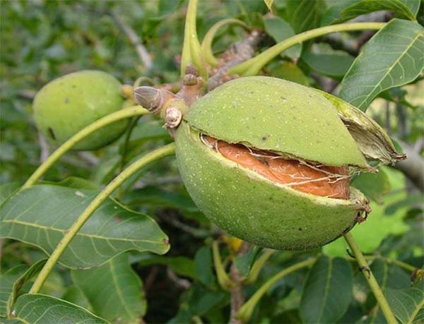 Як посадити волоський горіх саджанцем восени і навесні: схема, правила посадки і догляду за деревом