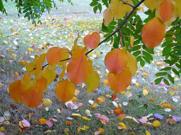Як посадити кісточку абрикоса на дачі: правила догляду та вирощування дерева