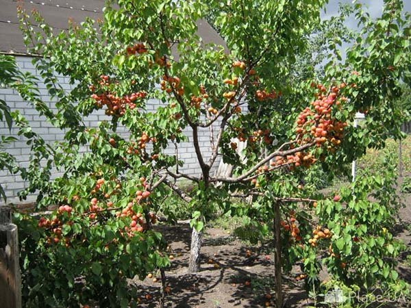 Як посадити кісточку абрикоса на дачі: правила догляду та вирощування дерева