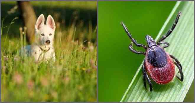 Як захистити собаку від кліщів: поширені методи захисту