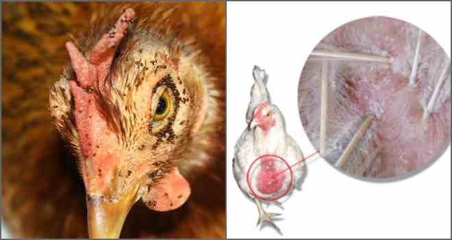 Курячі воші: види і методики позбавлення від паразитів!