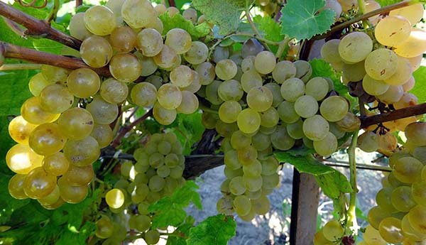 Кращі сорти білого винограду (столового і винного): опису, характеристики і фото