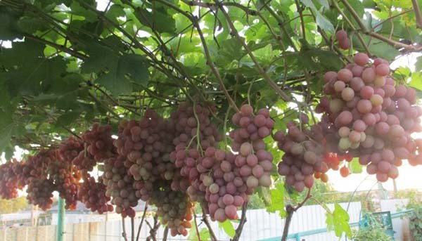 Кращі сорти рожевого винограду: описи, смакові якості, характеристики і фото