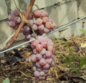 Кращі сорти рожевого винограду: описи, смакові якості, характеристики і фото