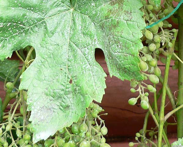 Заходи боротьби з мілдью винограду: способи лікування хвороби препарати та народні засоби