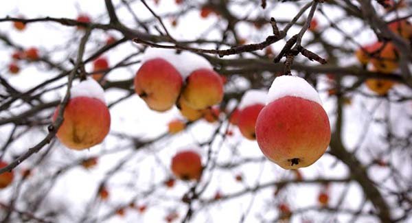 Осіння підгодівля яблуні: чим і як краще удобрити на зиму