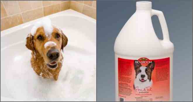 Застосування і ефективність шампуню від бліх для собак