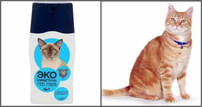 Шампунь від бліх для кішки: вибір і застосування!