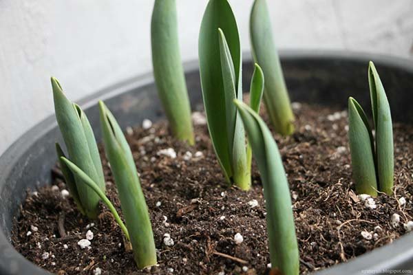 Технологія вигонки тюльпанів до 8 березня в домашніх умовах: терміни та правила посадки цибулин