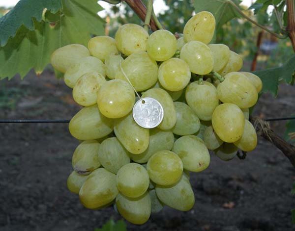 Топ 30 кращих сортів столового винограду: опису з фото і характеристики
