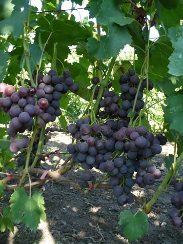 Топ 30 кращих сортів столового винограду: опису з фото і характеристики