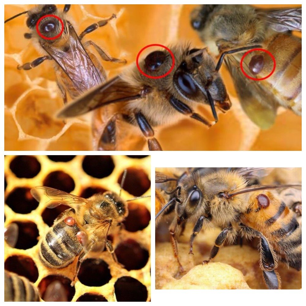 Вароатозу бджіл що це таке і на скільки небезпечний він?